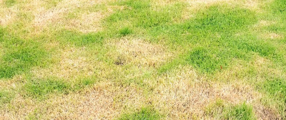 Lawn in Delaware, OH, with brown spots.
