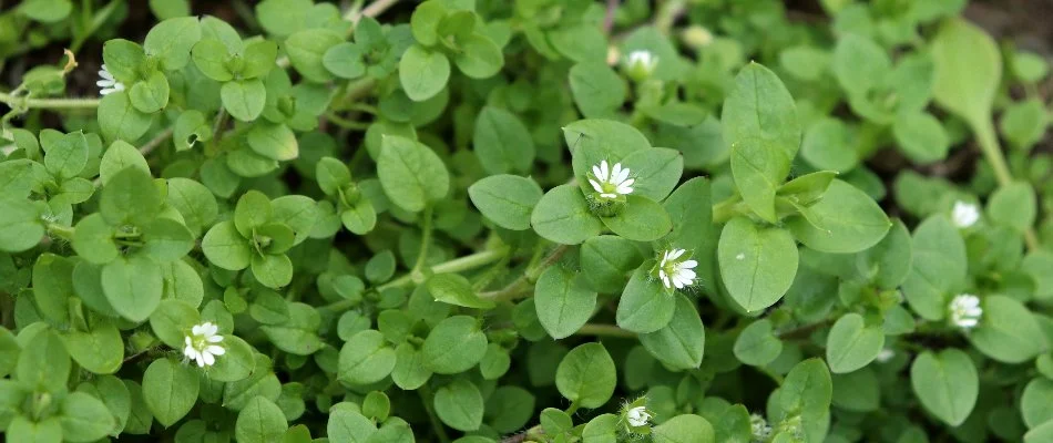 Chickweed with white flowers in Delaware, OH.