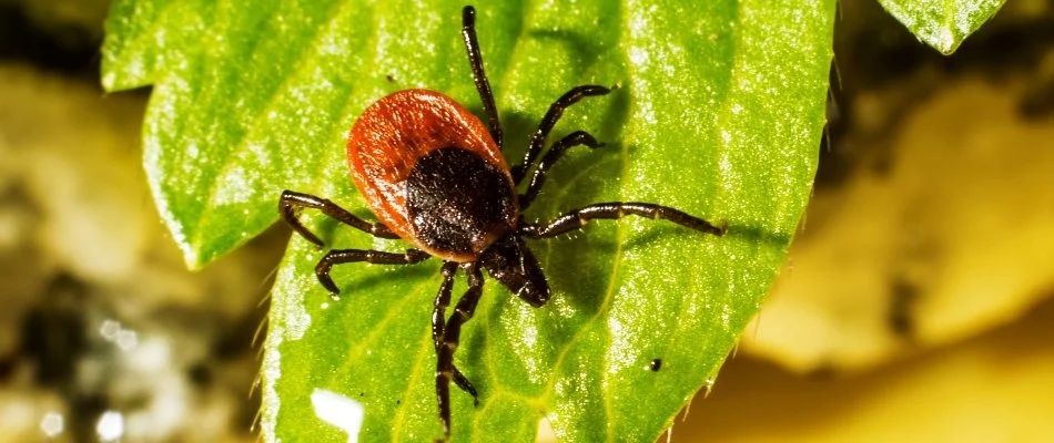 Close up of a deer tick in Delaware, OH.