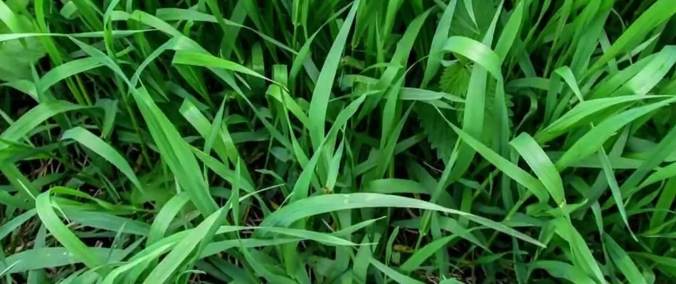 Close up of a quackgrass weed in Delaware, OH.