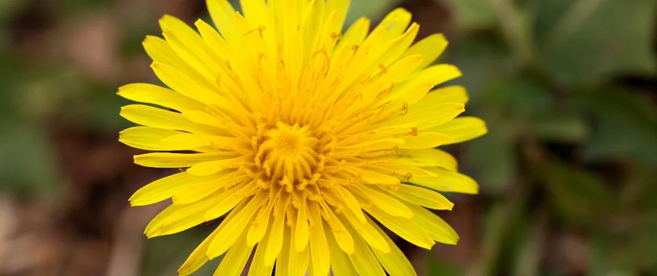 Close up of a yellow dandelion flower in Delaware, OH.