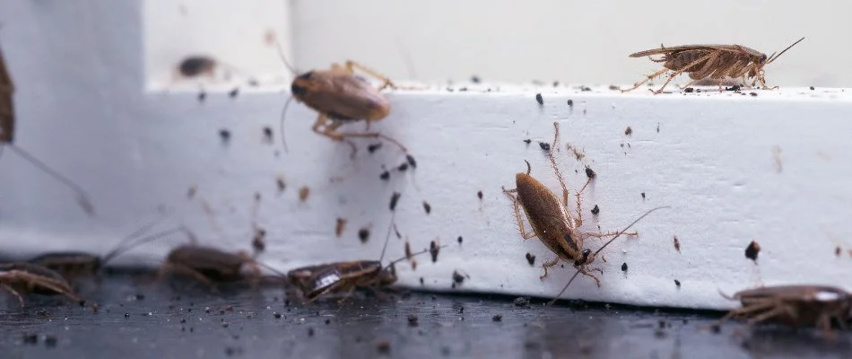 Cockroaches and their droppings in Delaware, OH.