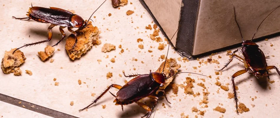 Cockroaches eating food crumbs off the floor in Delaware, OH.