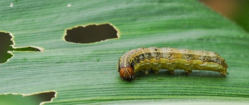 Damaged grass blade with an armyworm in Delaware, OH.