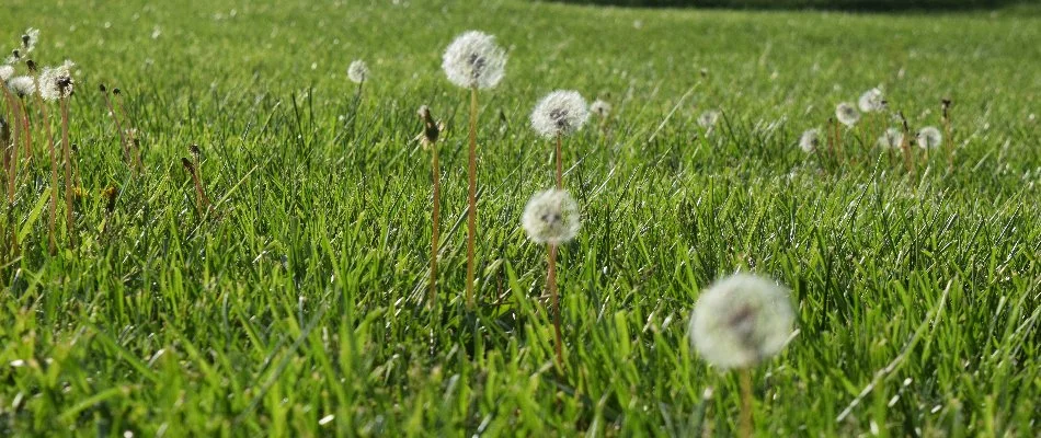 Dandelion weeds on a lawn in Dublin, OH.