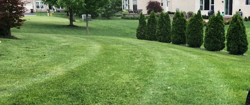 Dense grass with shrubs in Delaware, OH.