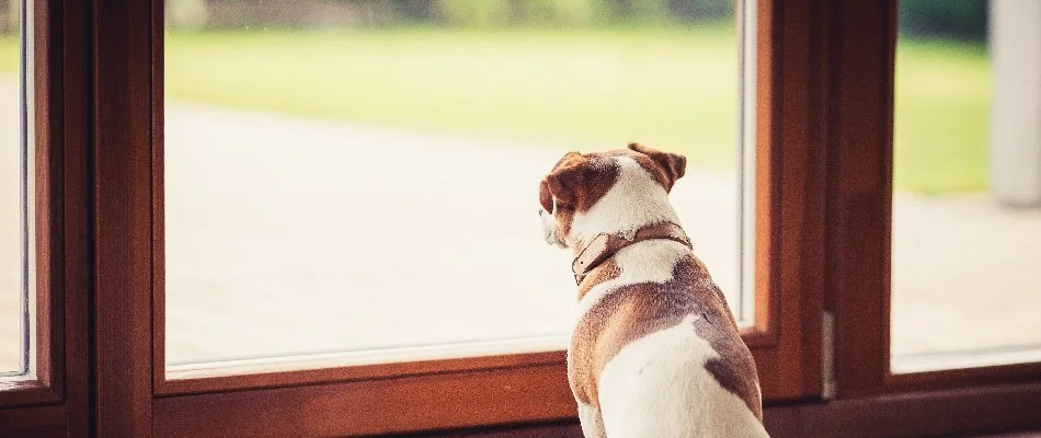 Dog in Delaware, OH, behind a closed door.