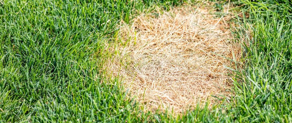 Lawn in Delaware, OH, infested with dollar spot lawn disease.