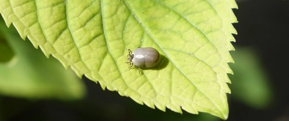 Engorged tick on a leaf in Delaware, OH.