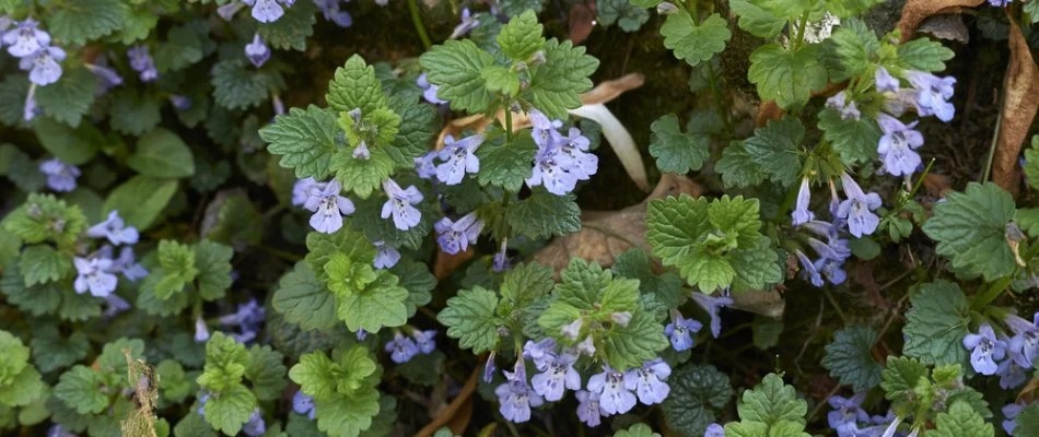 Flowers of a ground ivy weed in Delaware, OH.