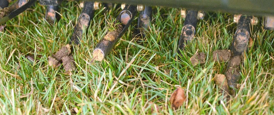 Grass and the tines of a core aerator in Delaware, OH.