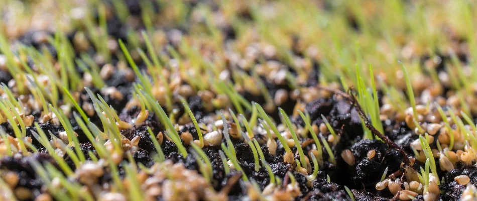 Grass seedlings emerging on soil in Dublin, OH, after overseeding.
