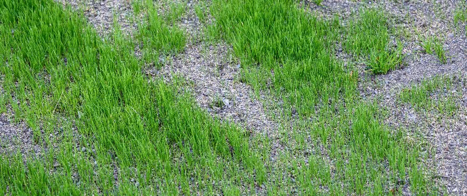 Grass seeds on the bare areas of a lawn in Dublin, OH.