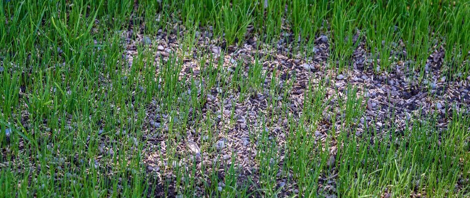 Patchy turf in Delaware, OH, with grass seeds after overseeding.