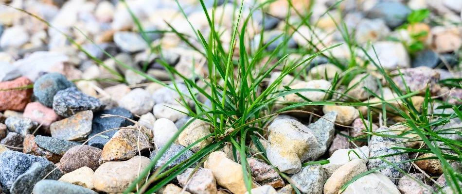 Grassy weed growing in a rock landscape in Delaware, OH.