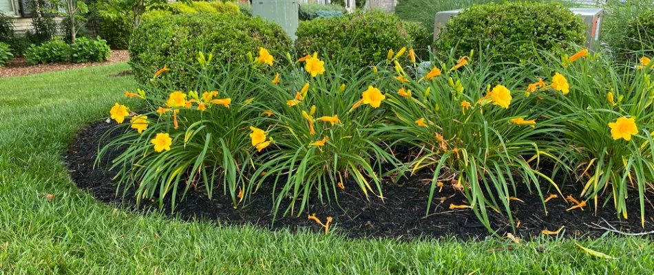 Landscape bed in Delaware, OH, with mulch and lush yellow flowers.
