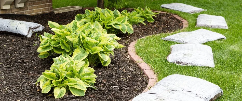 Landscape bed in Delaware, OH, with mulch and plants.