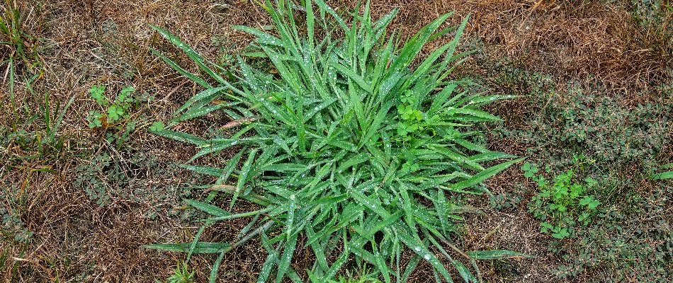 Large crabgrass weed in Delaware, OH, surrounded by brown grass.