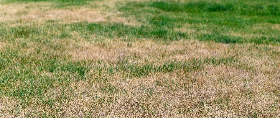 Lawn in Delaware, OH, with brown patch disease.