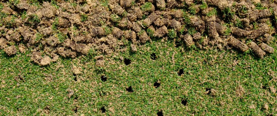 Lawn in Delaware, OH, with holes and aeration soil plugs.