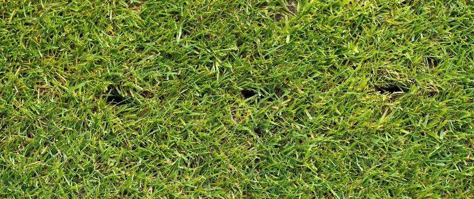 Lawn in Delaware, OH, with holes from aeration.
