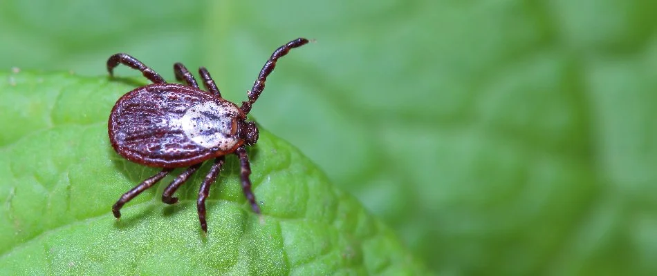 Leaf in Delaware, OH, with a tick.
