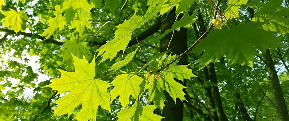 Leaves of a maple tree in Delaware, OH.