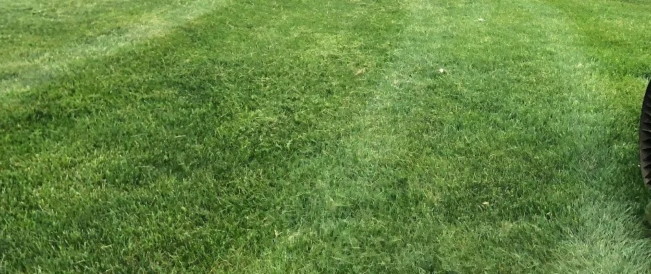 Lush green grass in Delaware, OH, as a result of aeration.