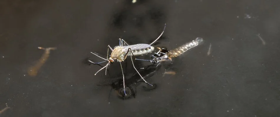 Close up of a mosquito in Delaware, OH, laying eggs on standing water.
