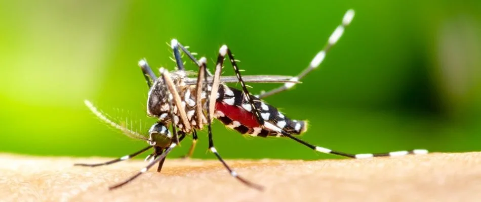 Mosquito on skin in Delaware, OH.
