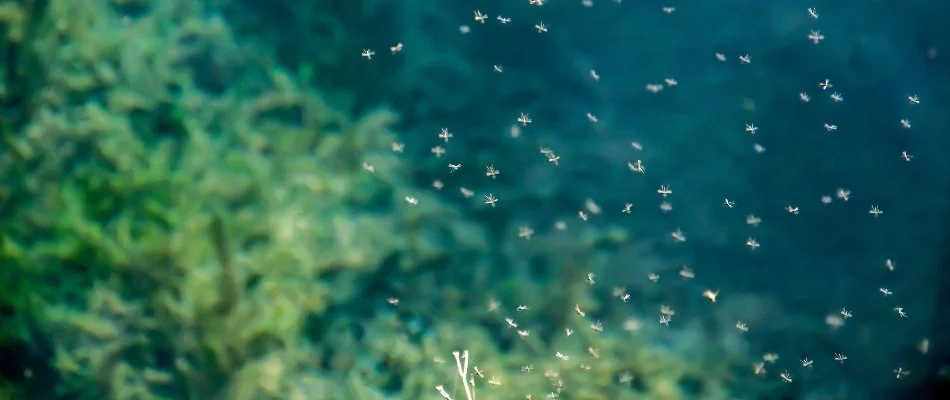 Mosquitoes flying around outside in Delaware, OH.