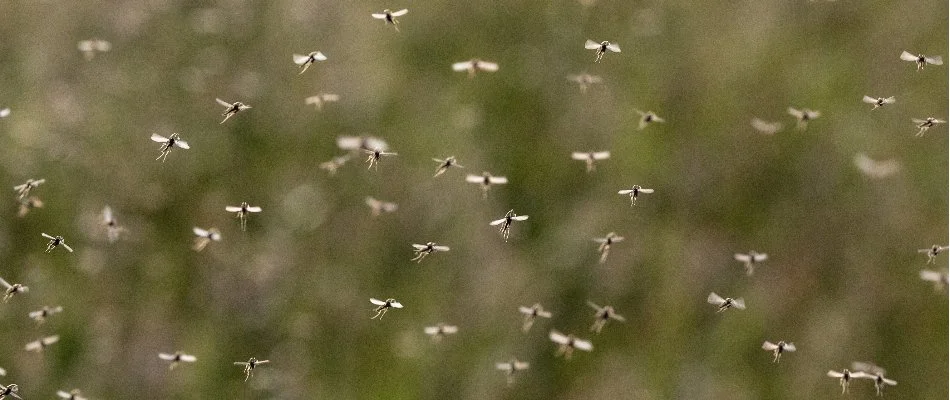 Mosquitoes flying outdoors in Delaware, OH.