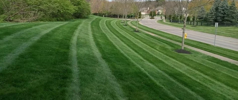Mowing pattern on grass in Delaware, OH.