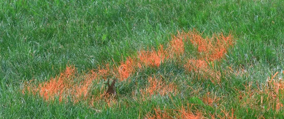 Lawn in Delaware, OH, with paint marking for invisible dog fence.