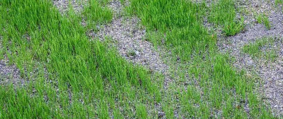 Patchy lawn in Delaware, OH, with grass seeds.
