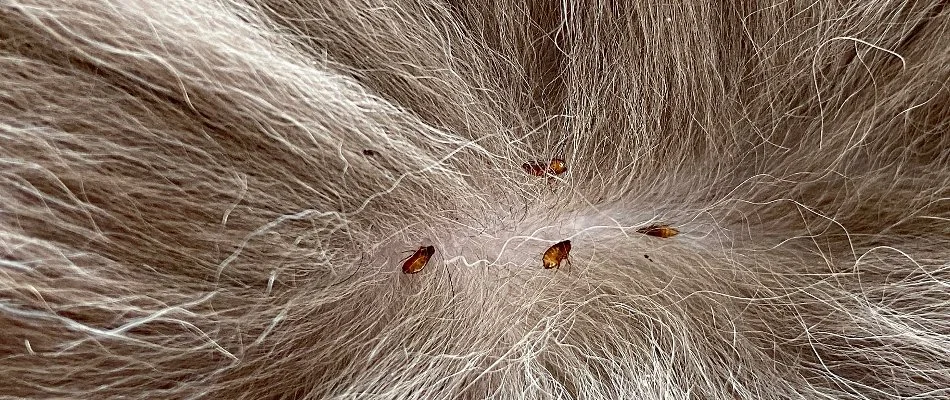 Pet hair with fleas in Delaware, OH.