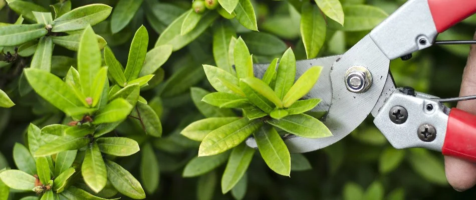 Plant leaves in Delaware, OH, being pruned.