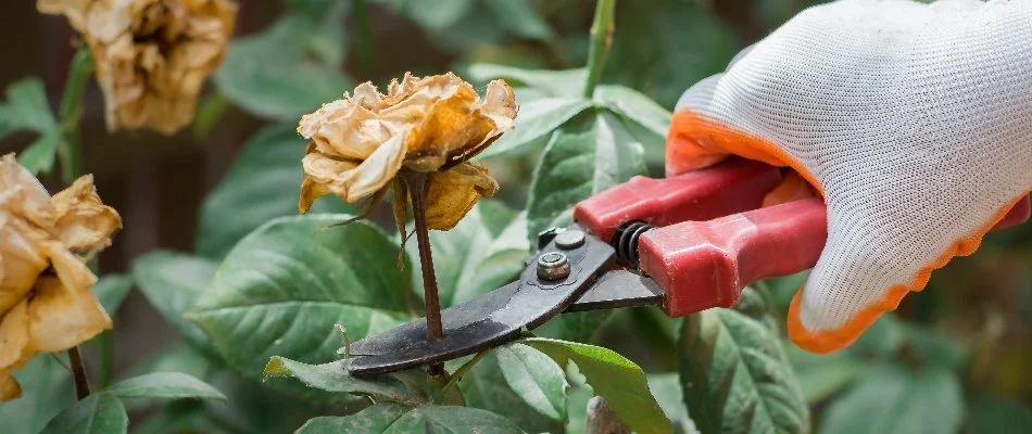 A plant being pruned in Delaware, OH.