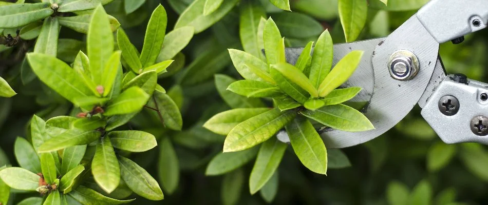 Pruning leaves from a shrub in Delaware, OH, using hand pruner.