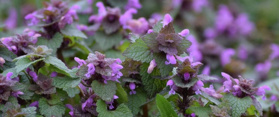 Purple and green leaves of a purple deadnettle weed in Dublin, OH.