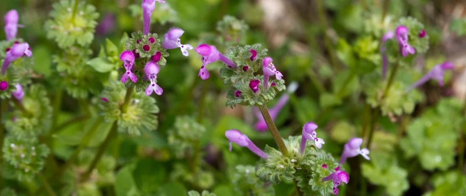 Purple flowers and leaves of a henbit weed in Dublin, OH.