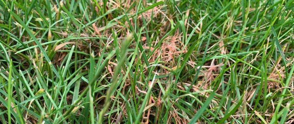 Red thread presenting itself on a lawn in Delaware, OH.