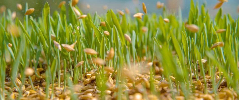 Seeds falling onto a lawn in Delaware, OH, with grass.