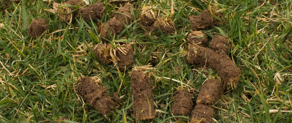 Soil plugs on a lawn in Delaware, OH, after aeration.
