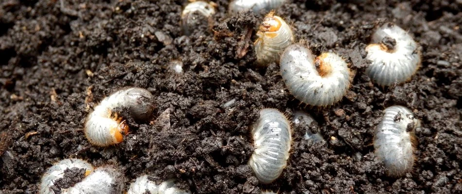 Soil with grubs in Delaware, OH.