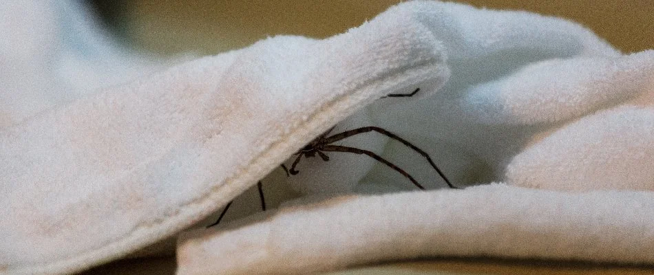 Spider in Delaware, OH, hiding on a towel.