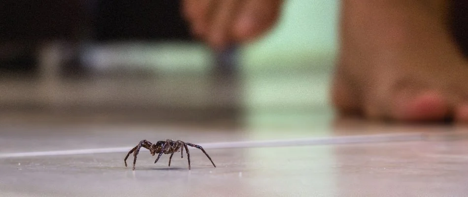 Spider on the floor in Delaware, OH.