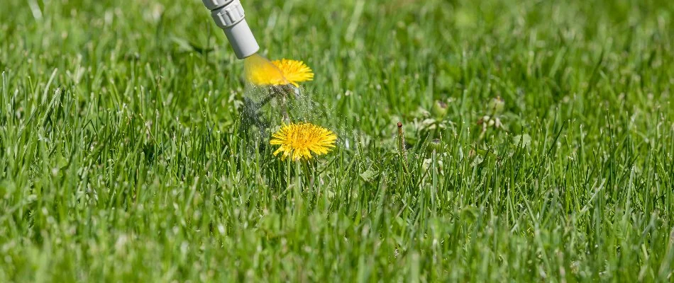 Spraying a dandelion on a lawn in Delaware, OH.