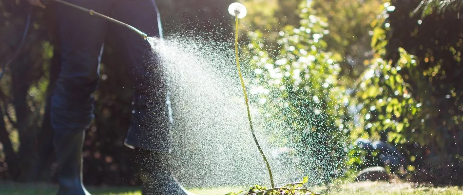 Blog Spraying Post Emergent Herbicide On Weed
