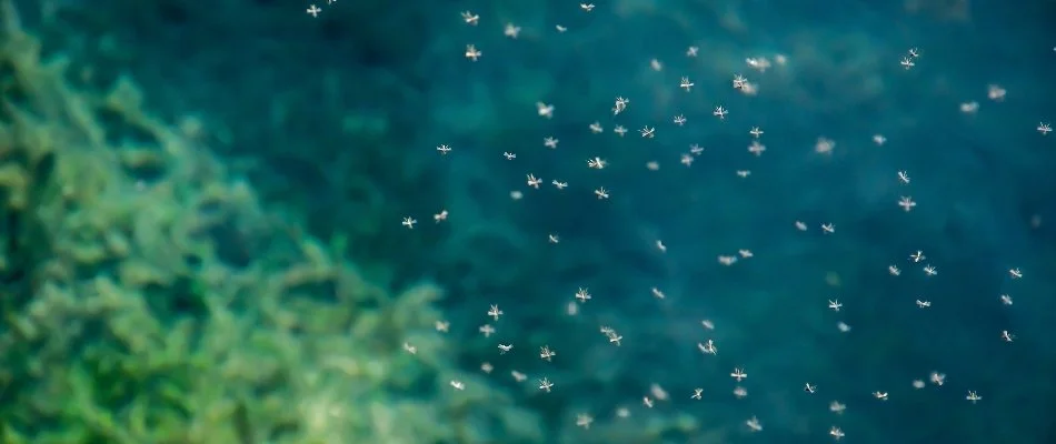 Swarm of mosquitoes in Delaware, OH.